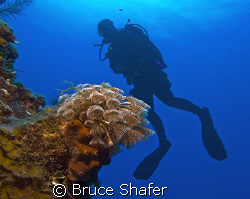 The founder of SingleDivers.com drifting past a bouquet o... by Bruce Shafer 